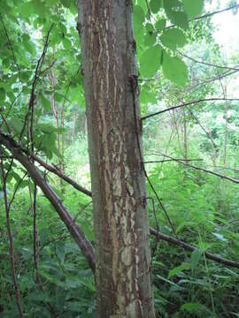 Image of Eurasian elm