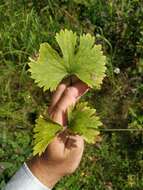 Image of Ranunculus fallax (Wimmer & Grab.) Schur