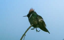 Lophornis magnificus (Vieillot 1817) resmi