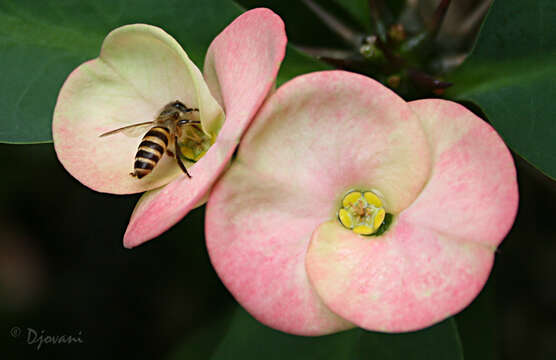 Image of Apis cerana indica