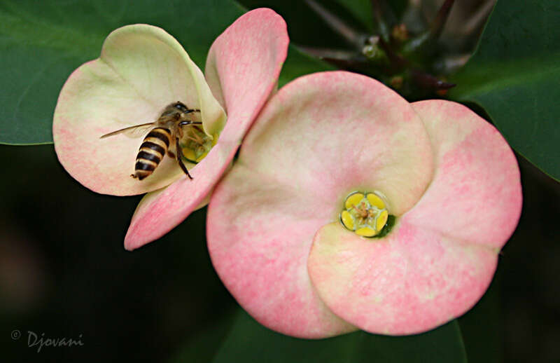 Слика од Apis cerana indica