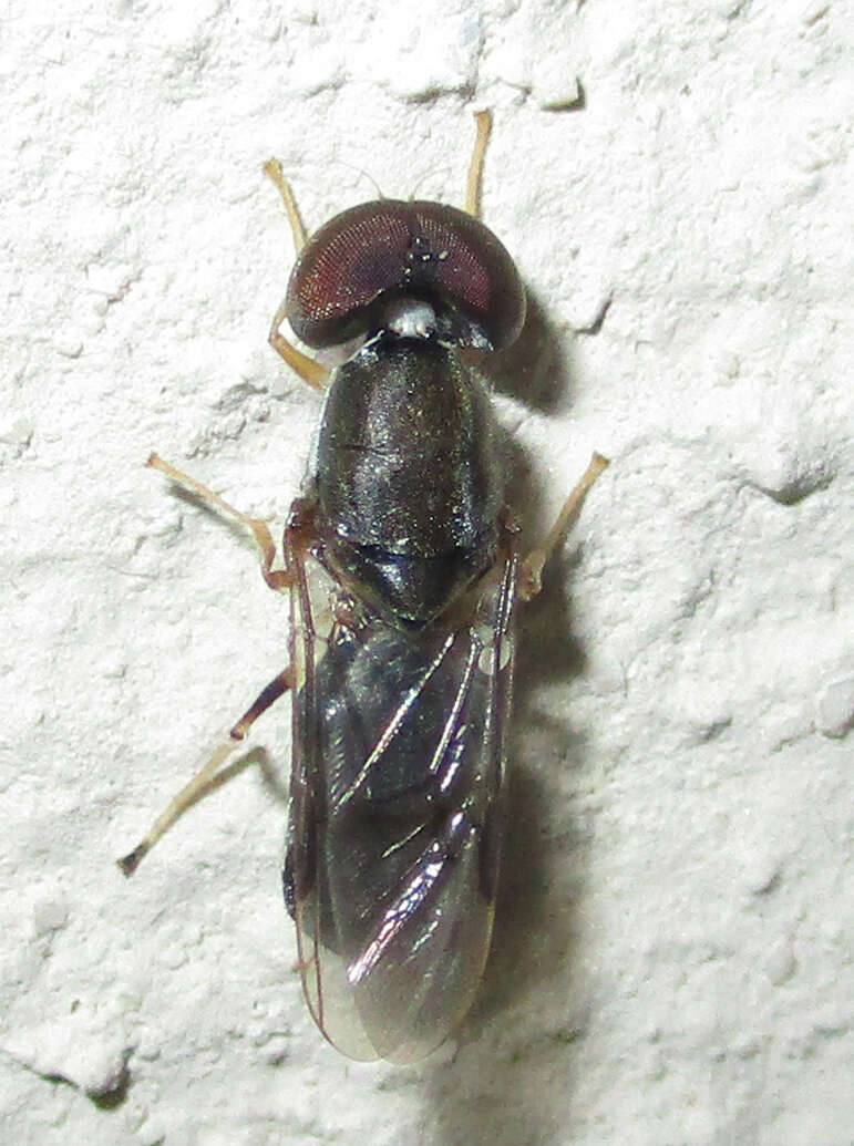 Image of Cephalochrysa calopa (Bigot 1879)