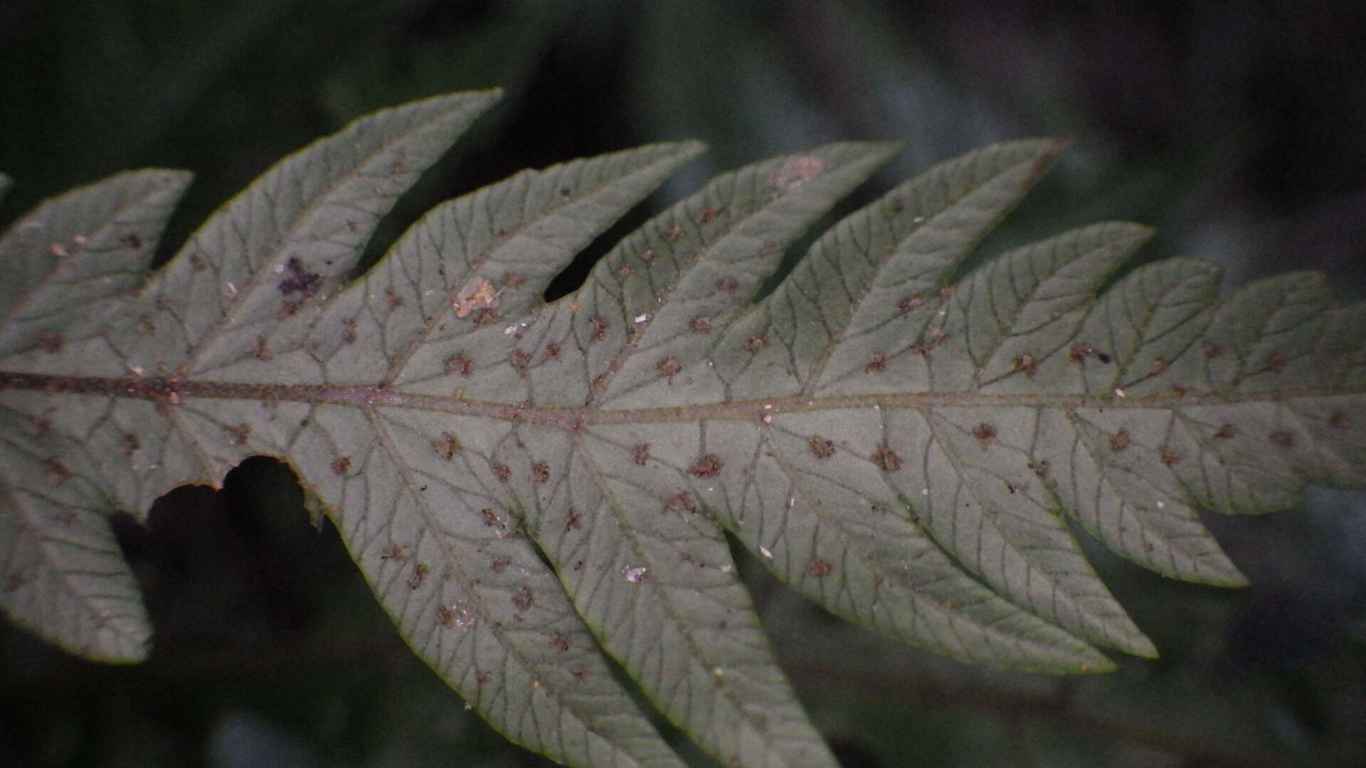 Image of Goniopteris alata (L.) Ching