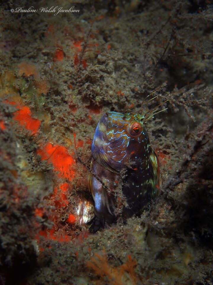 Image of Seaweed Blenny