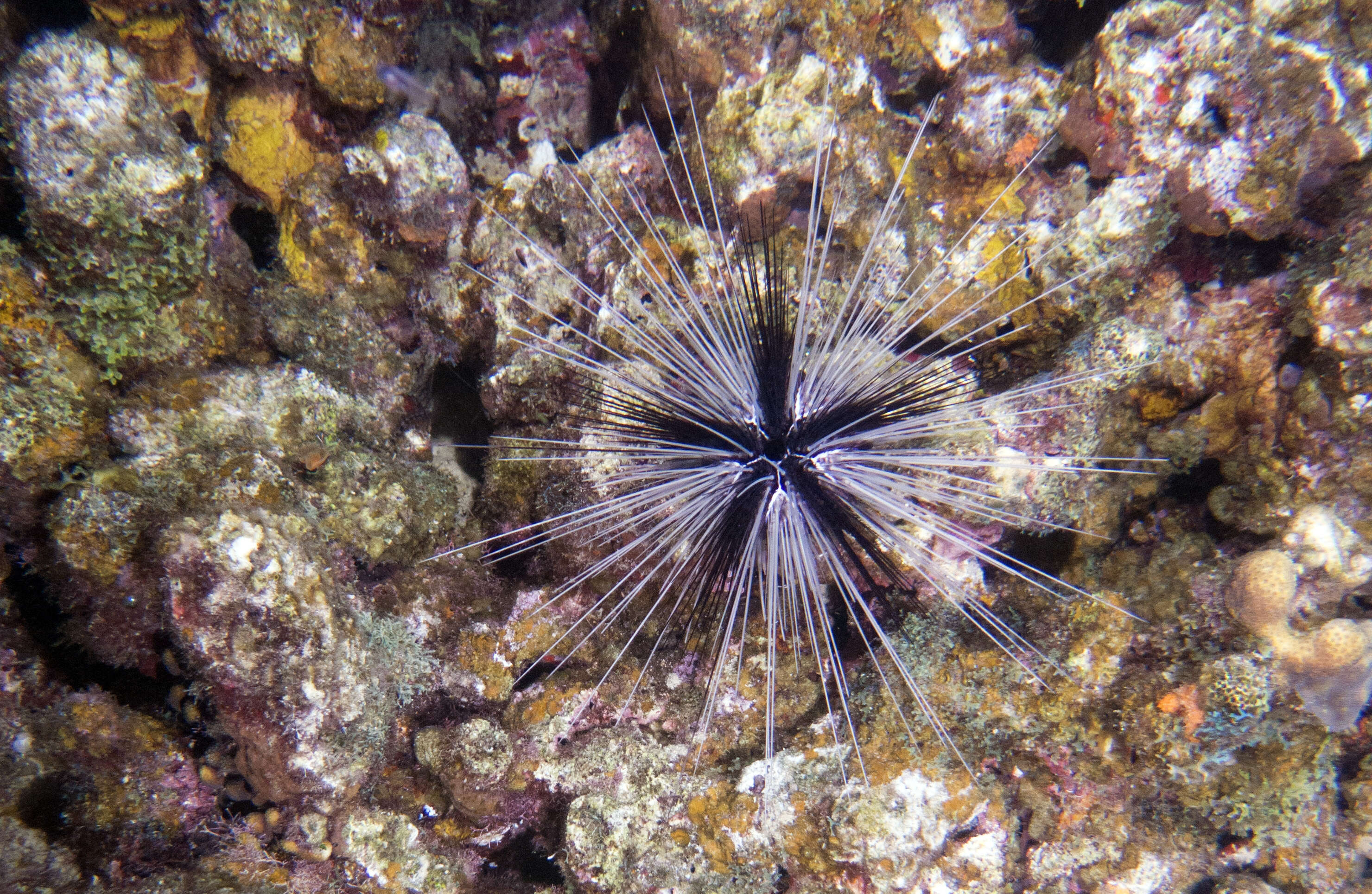 Image of spiny urchin