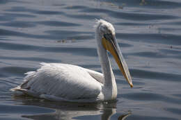 Image of Dalmatian Pelican