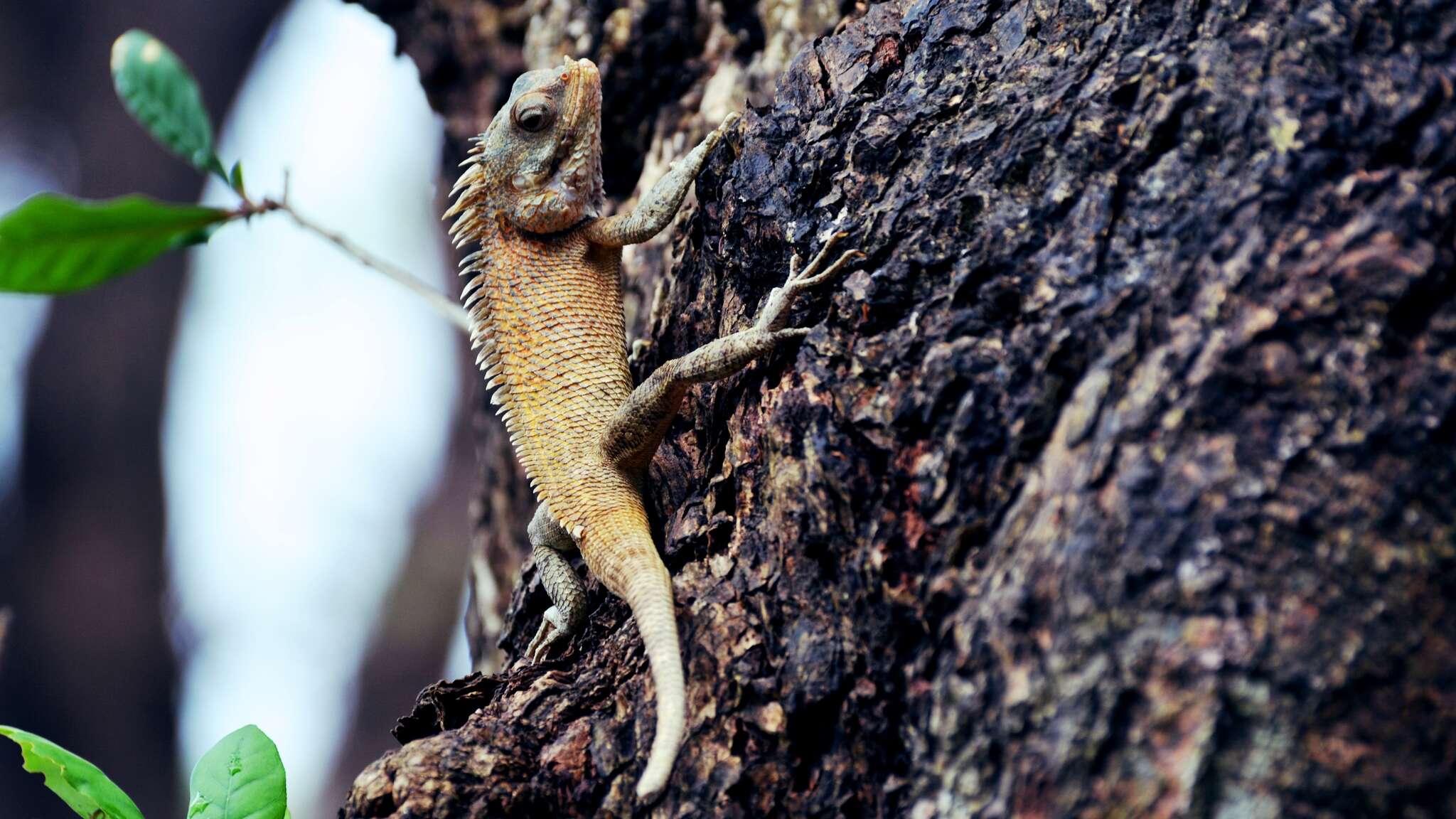 Image of Changeable lizard