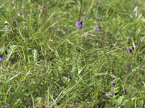 Image of Cirsium sieboldii Miq.