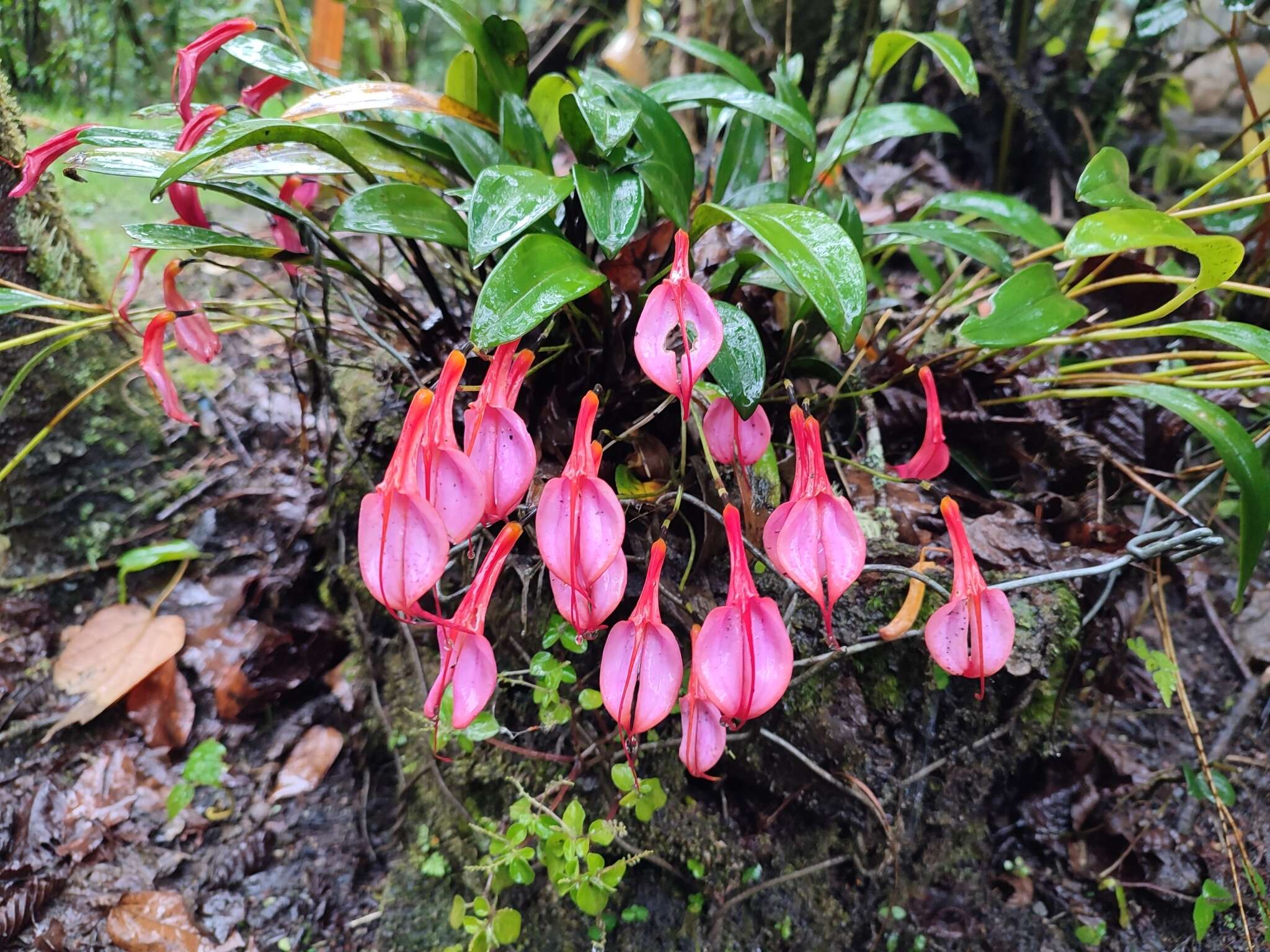 Imagem de Masdevallia rosea Lindl.