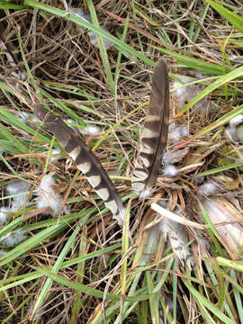 Image of Common Hawk Cuckoo