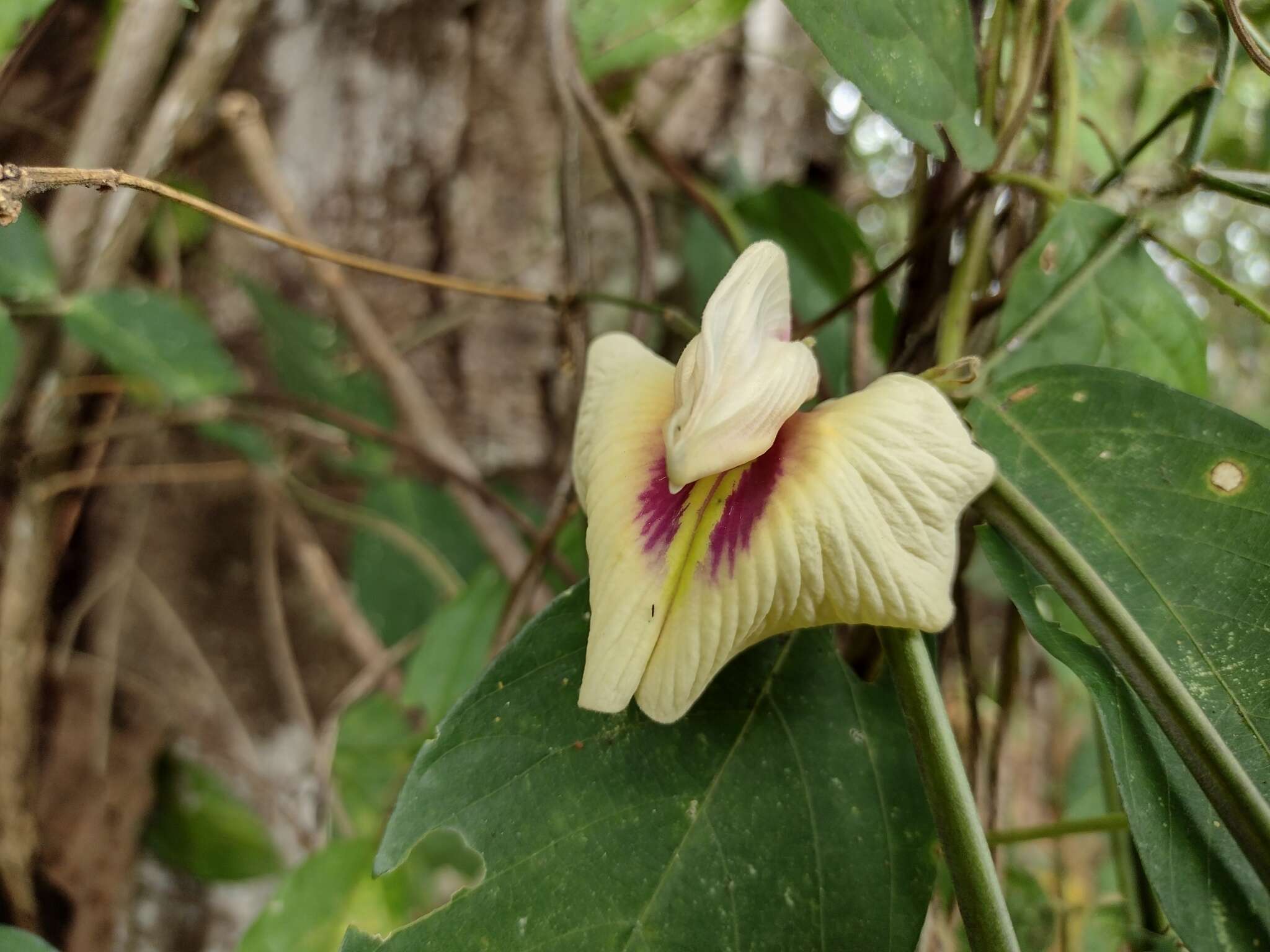 Image of Centrosema macrocarpum Benth.