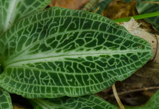 Image of downy rattlesnake plantain