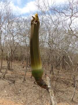 Image of Pseudobombax palmeri (S. Wats.) Dugand