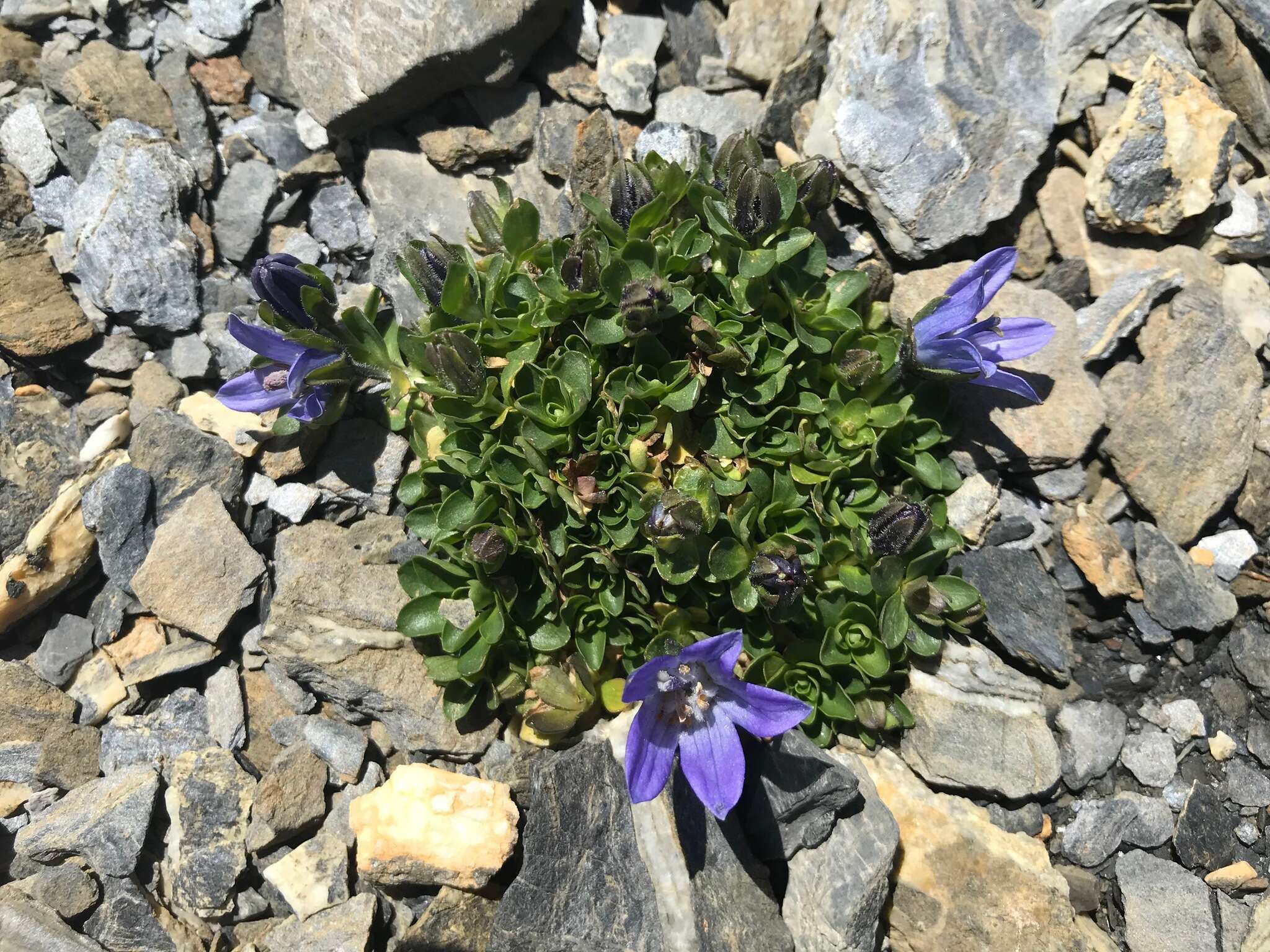 Image of Mount Cenis Bellflower