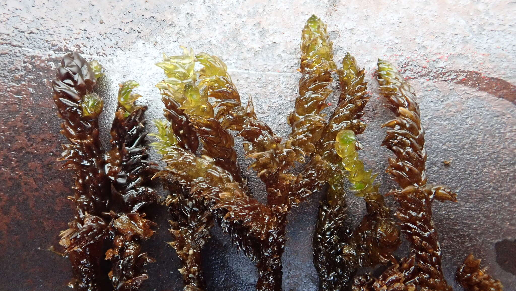 Image of Hooked Scorpion Moss