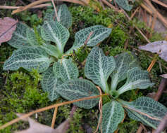 Image of downy rattlesnake plantain