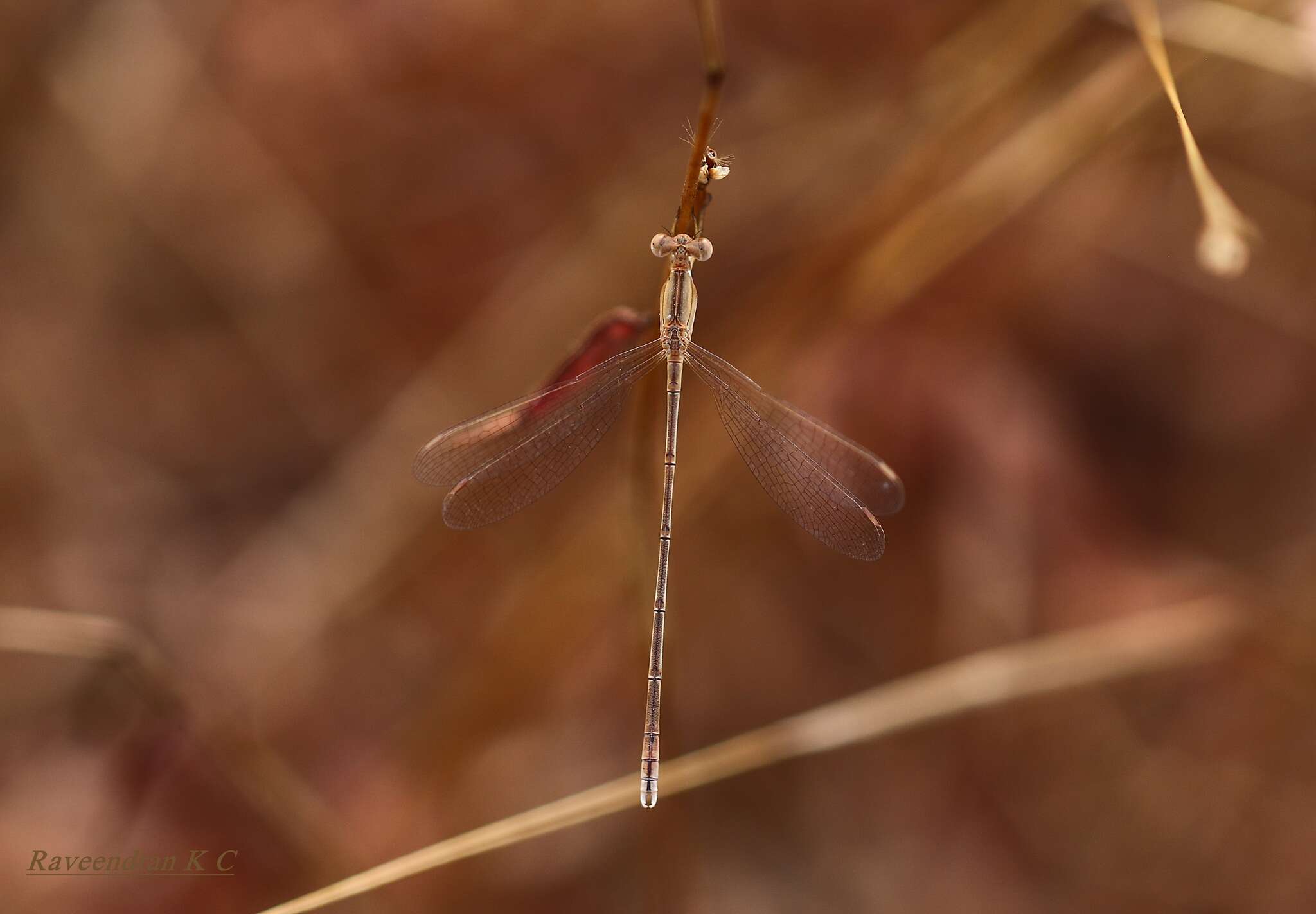 Image of Dusky Spreadwing