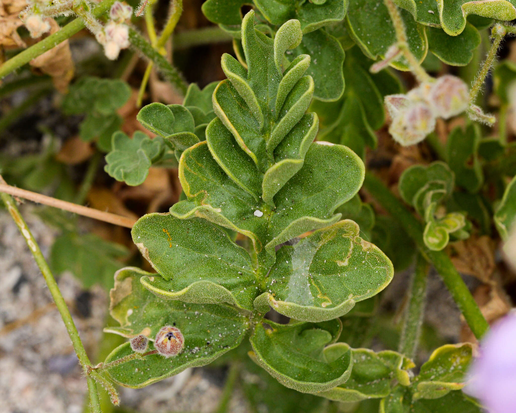 Image of Cristaria glaucophylla Cav.