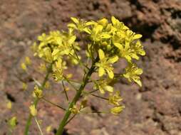 Plancia ëd Descurainia bourgaeana (E. Fourn.) Webb