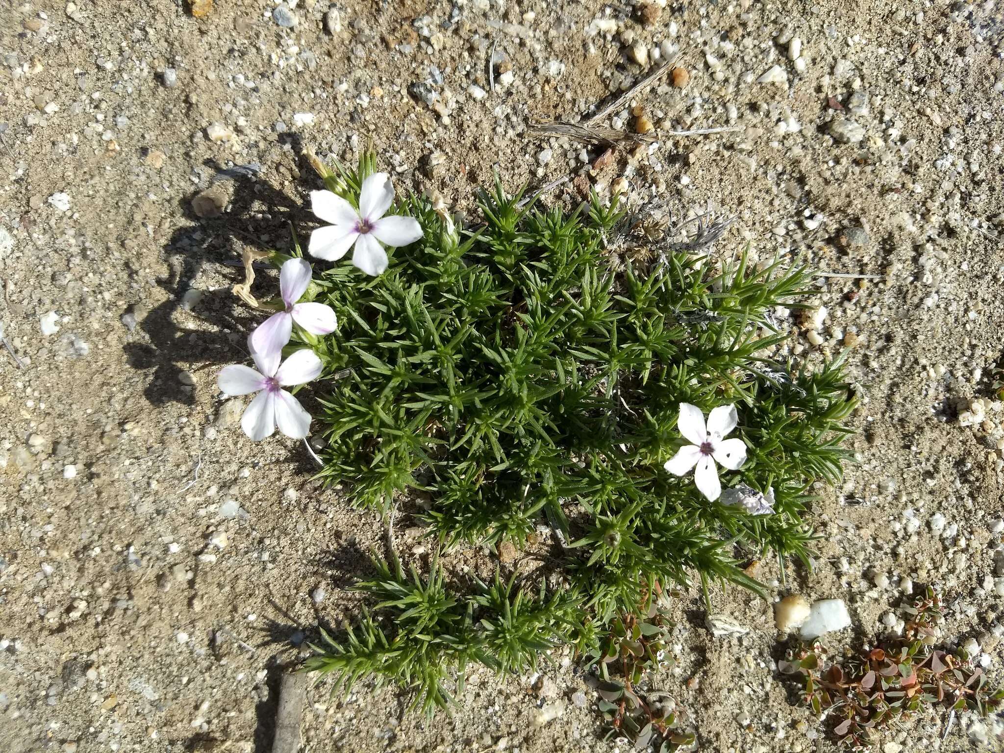 Imagem de Phlox austromontana Coville