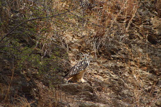 Image of Indian Eagle-Owl