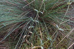 Image of Cerastium mollissimum Poir.