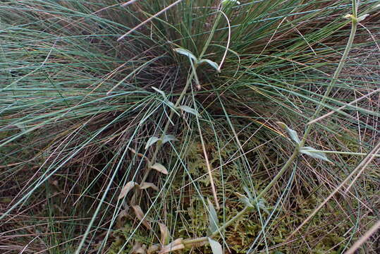 Cerastium mollissimum Poir. resmi