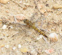 Orthetrum coerulescens (Fabricius 1798) resmi