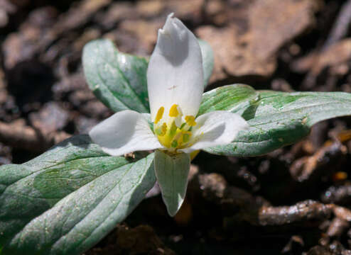 Image of snow trillium