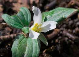 Image of snow trillium