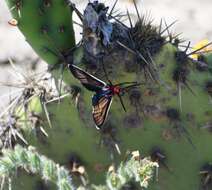 Image de Ctenucha brunnea Stretch 1872