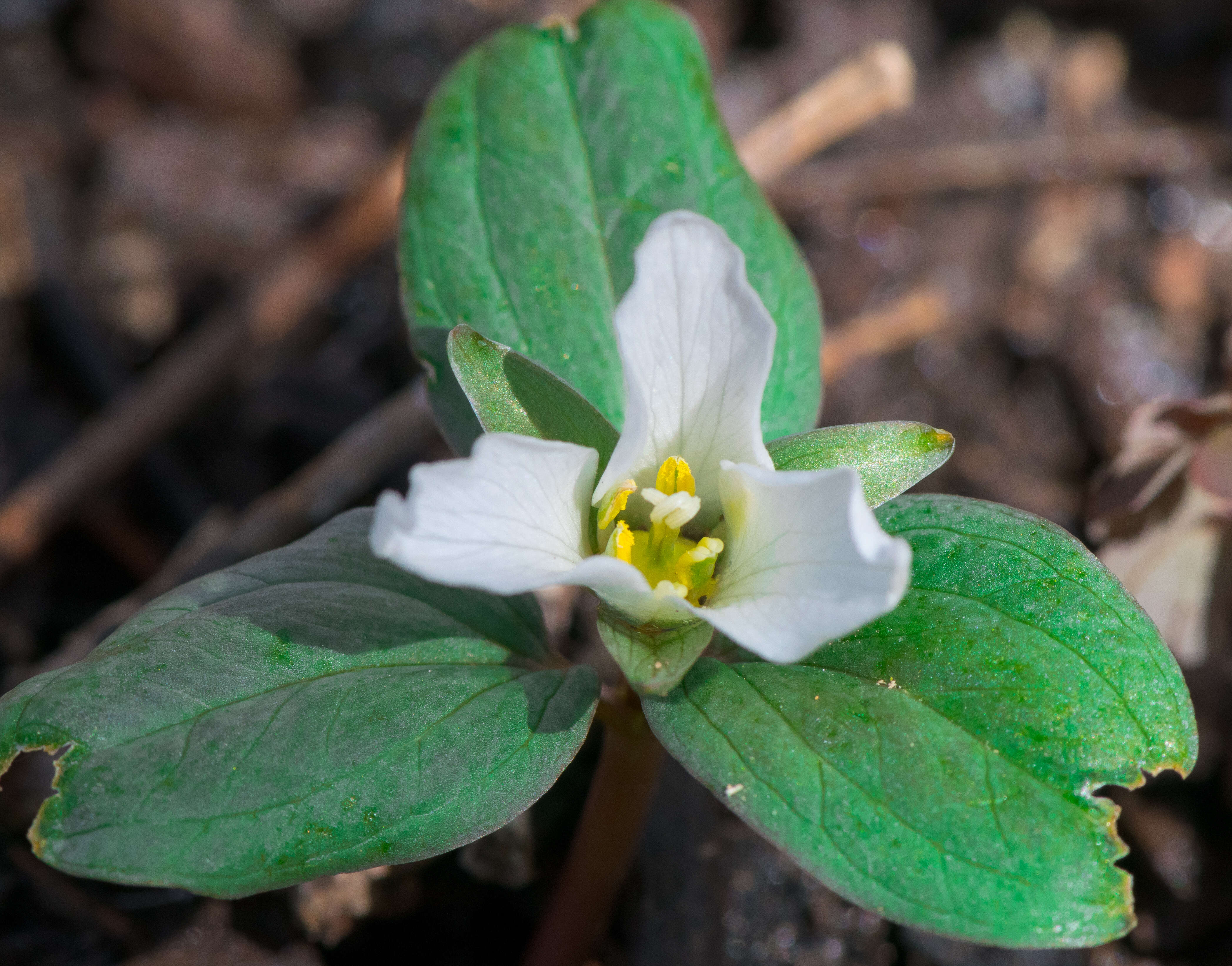 Image of snow trillium