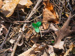 Image of snow trillium