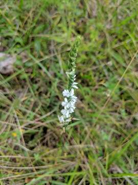 Image of northern slender lady's tresses