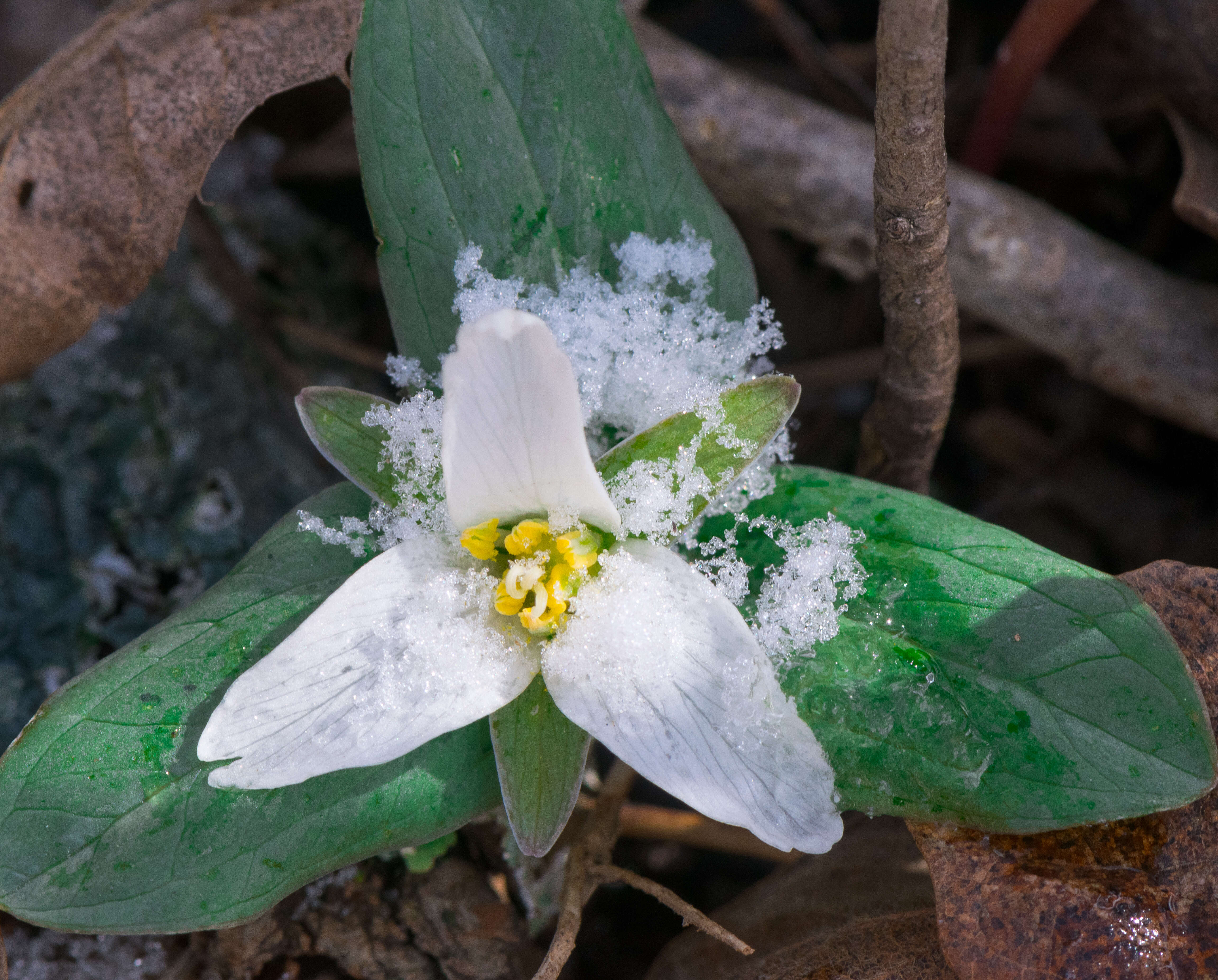 Image of snow trillium