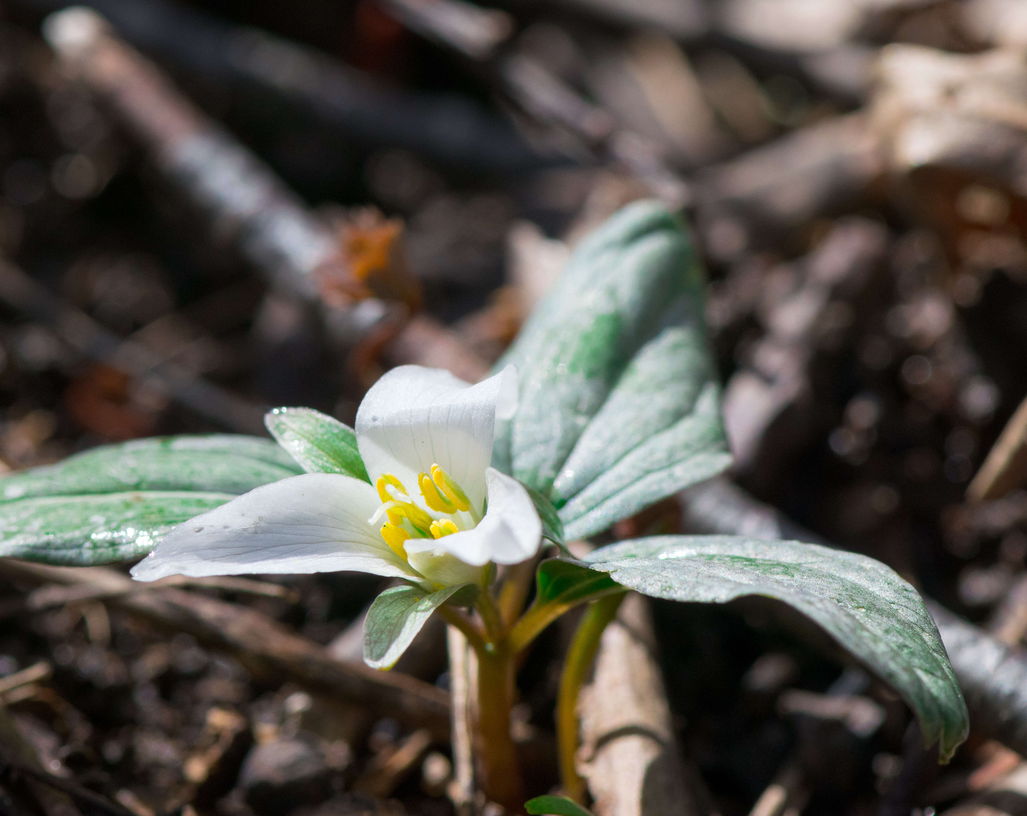 Image of snow trillium