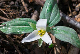 Image of snow trillium