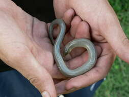 Image of Slendertail Lance Skink