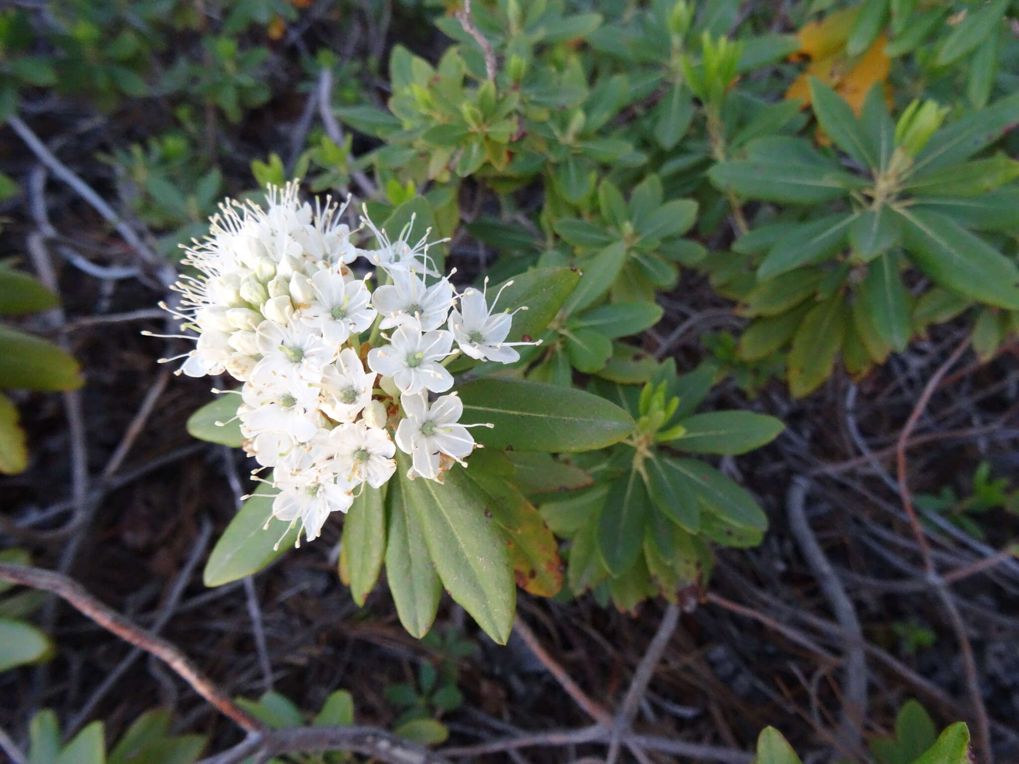 Image de Rhododendron columbianum (Piper) Harmaja