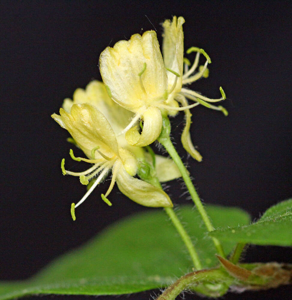 Image of honeysuckle