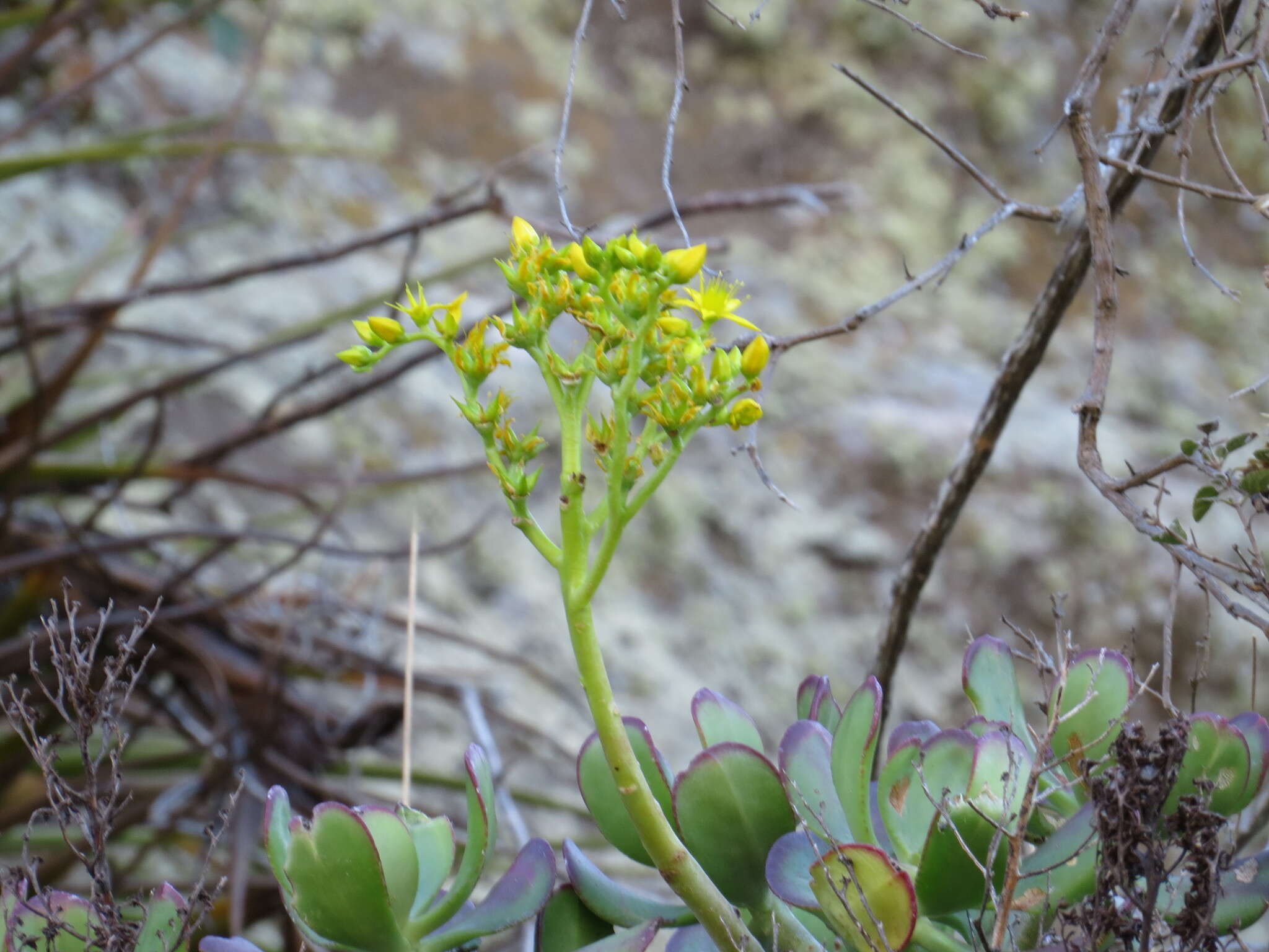 Image of tree stonecrop