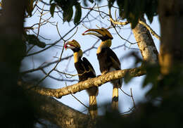 Image of Great Indian Hornbill