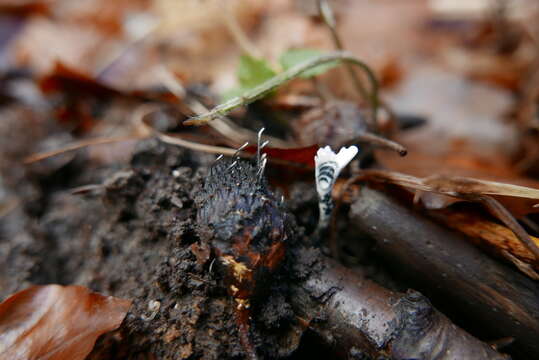 Sivun Xylaria carpophila (Pers.) Fr. 1849 kuva