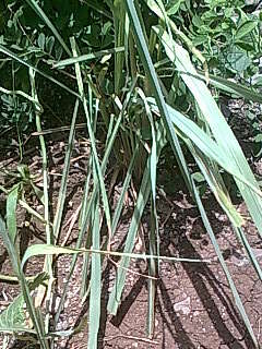 Image of lemon grass