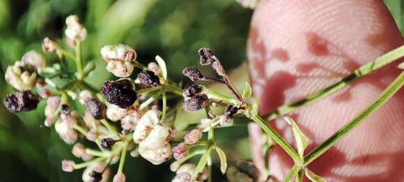 Image of Galium pseudoboreale Klokov