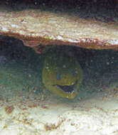 Image of Black Moray