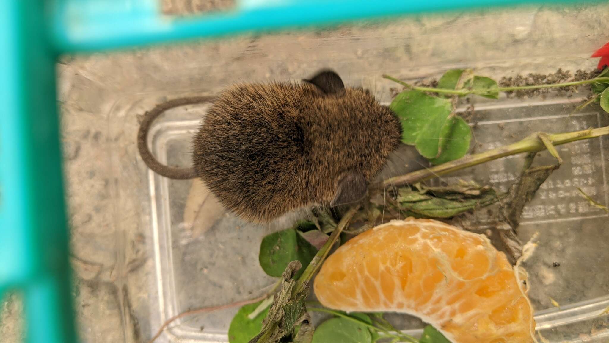 Image of Coxing's White-bellied Rat