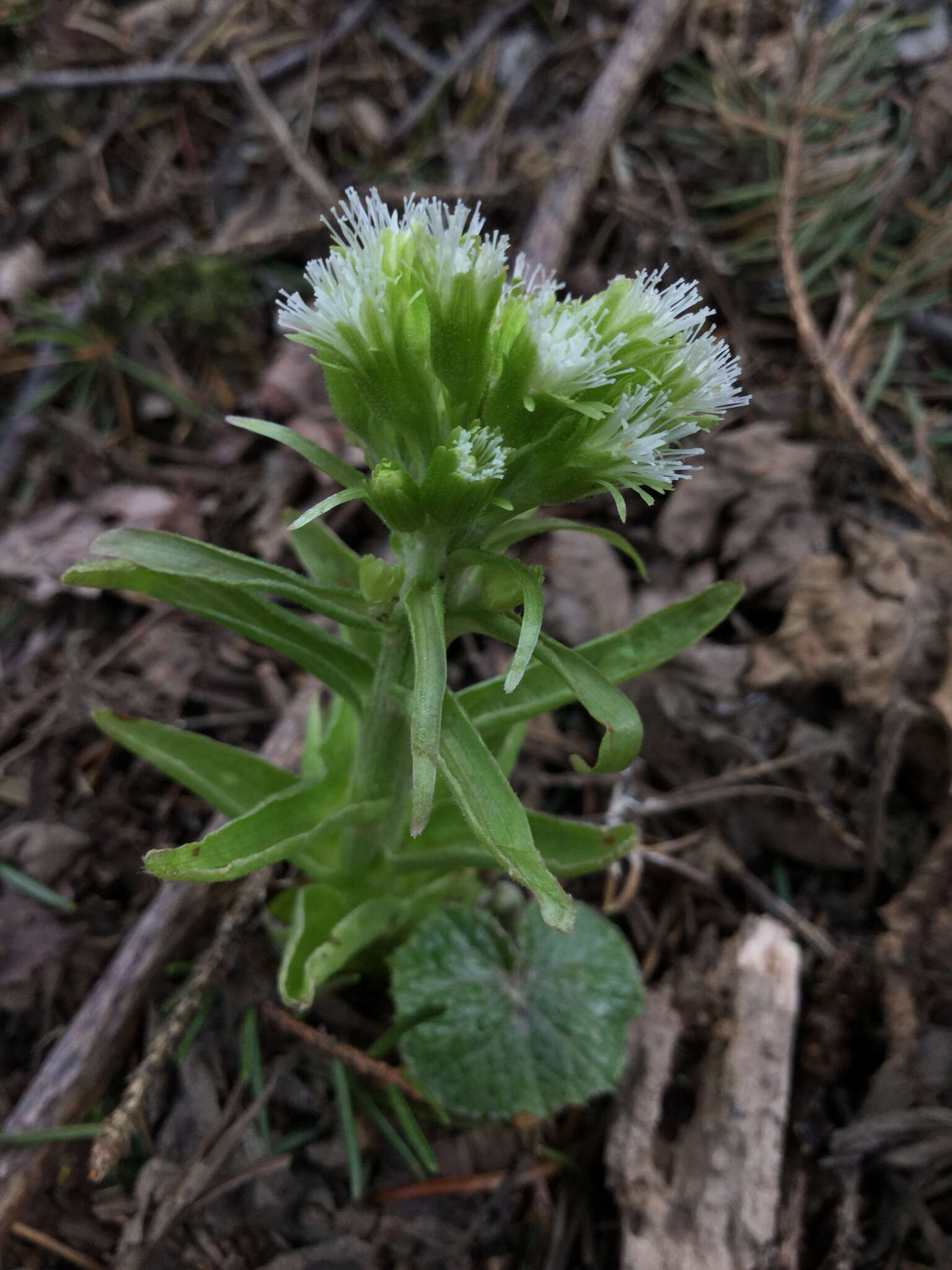 Petasites albus (L.) Gaertn.的圖片