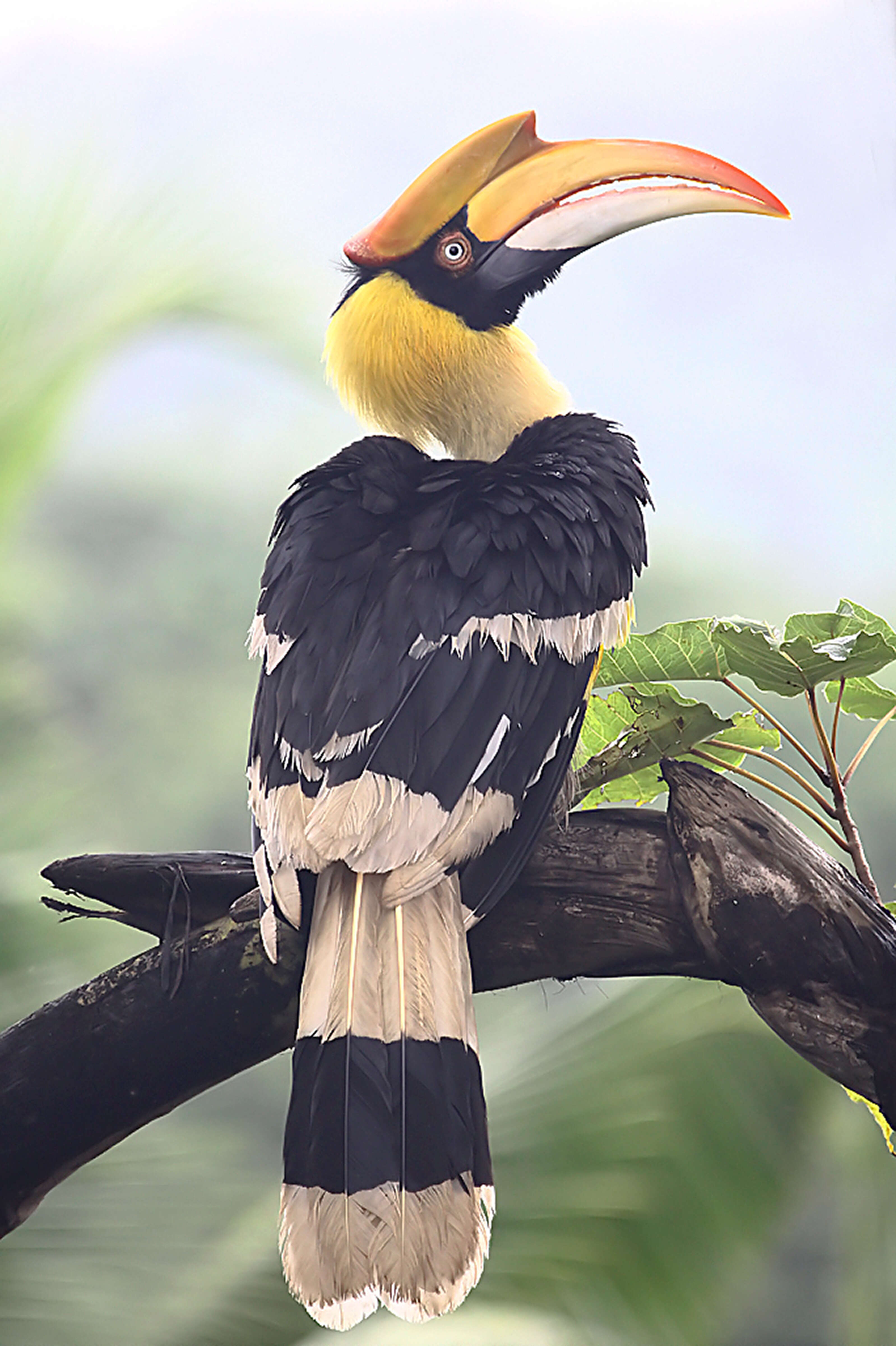 Image of Great Indian Hornbill