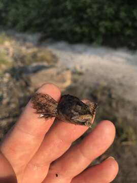 Image of Mottled Sculpin